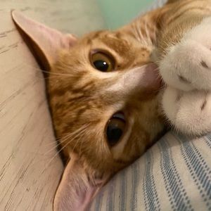 Meet your Posher, Kimmie